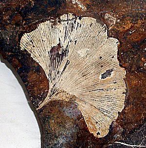 genus metasequoia fossil