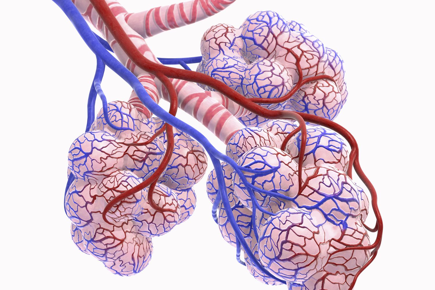 The Link Between COPD and Hypercapnia