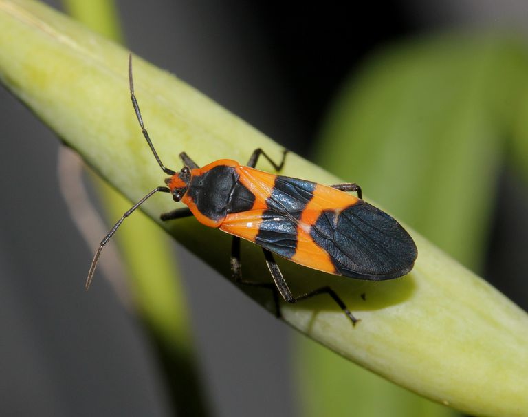 10 Stunning Red and Black Bugs