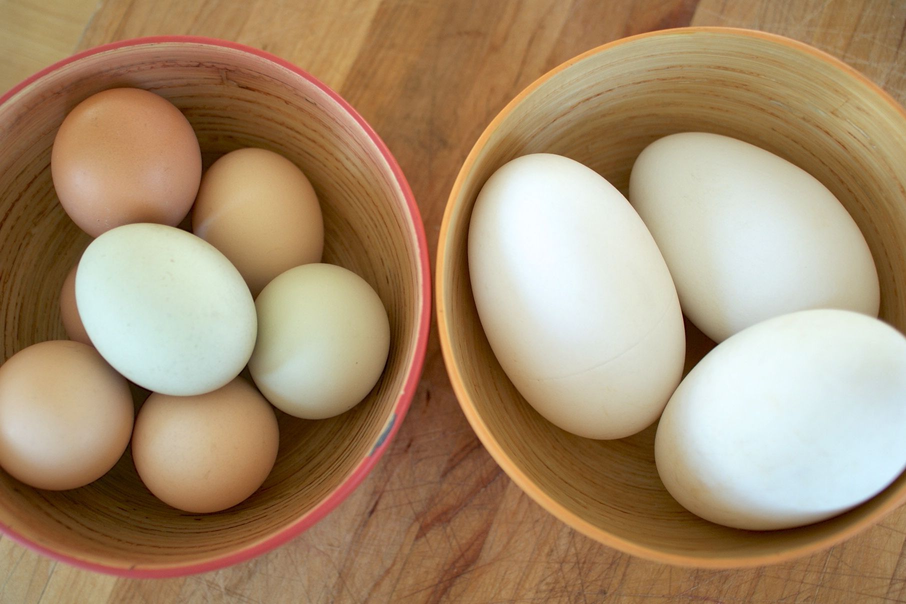 How To Use Goose Eggs Five Facts