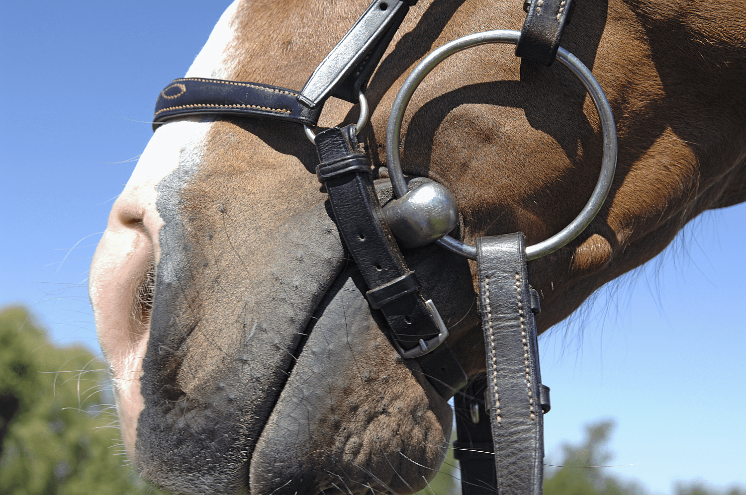 How to Measure Your Horse Bit For Good Fit