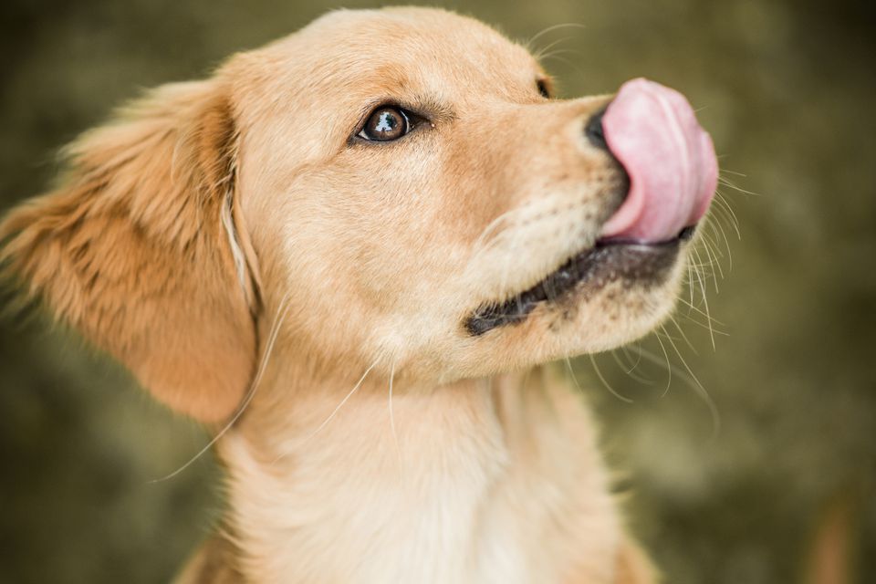 what-it-means-when-a-dog-licks-its-lips