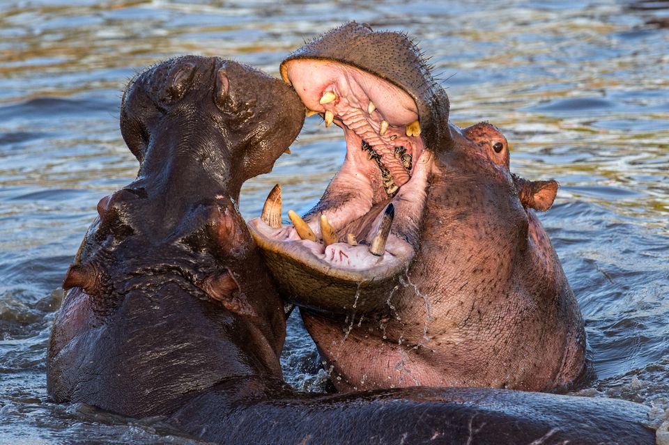 A Top 10 List of Africa's Most Dangerous Animals