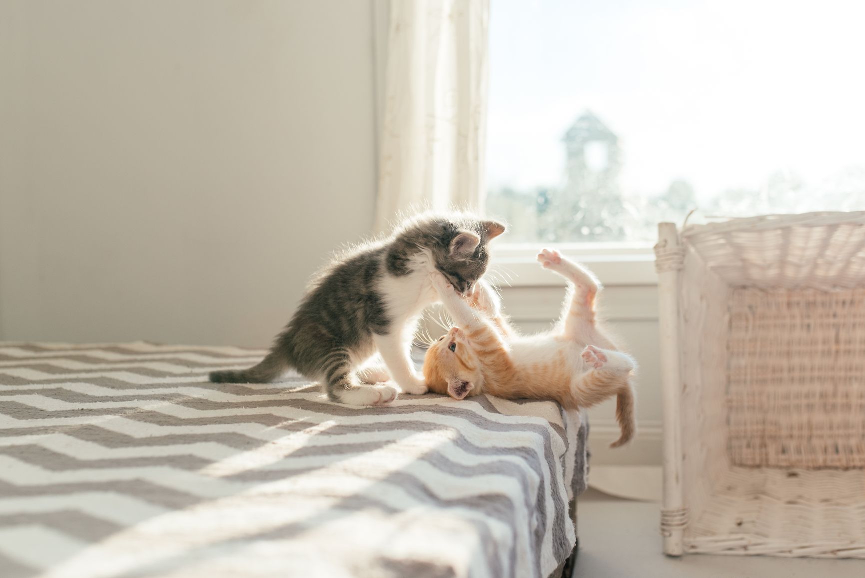 reasons-to-socialize-kittens