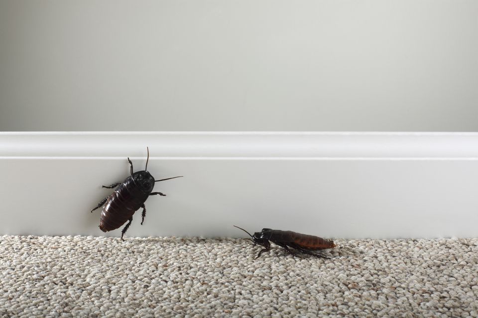 Remove Insect Stains From Clothes, Carpet, Upholstery