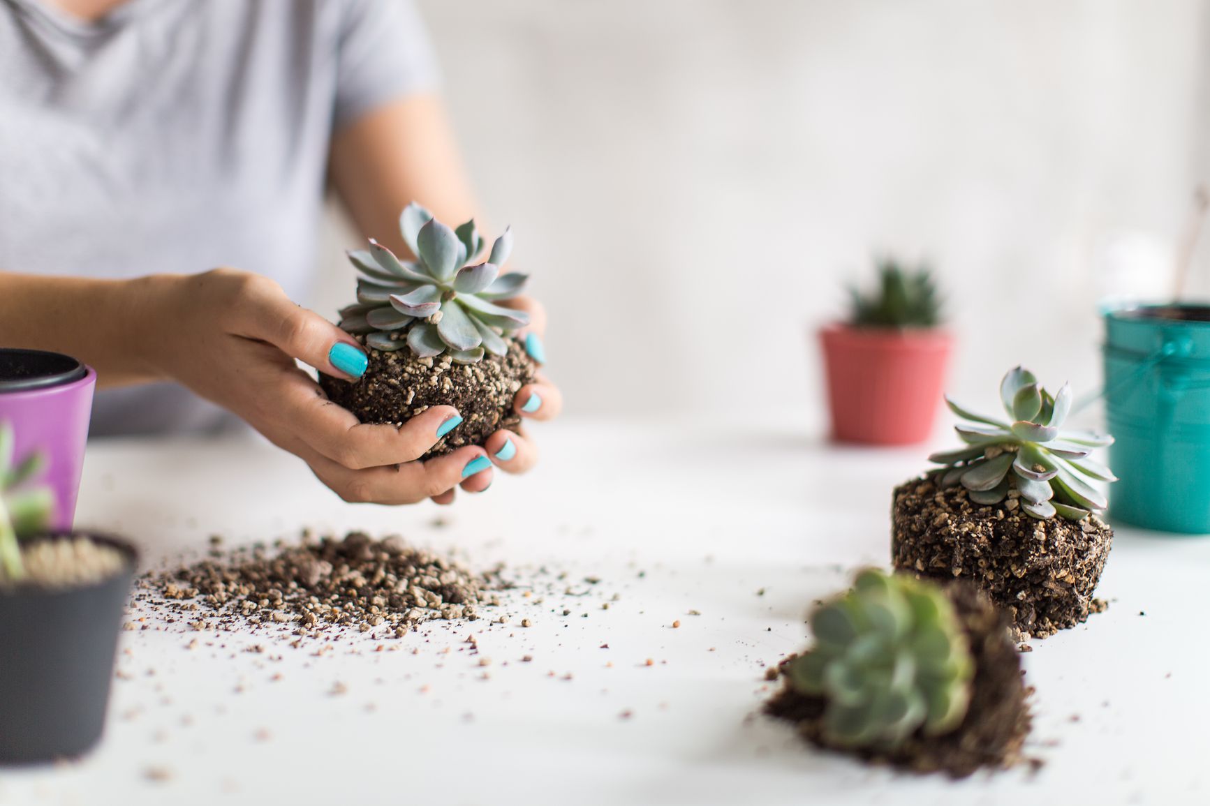 Steps for Repotting Your Houseplants