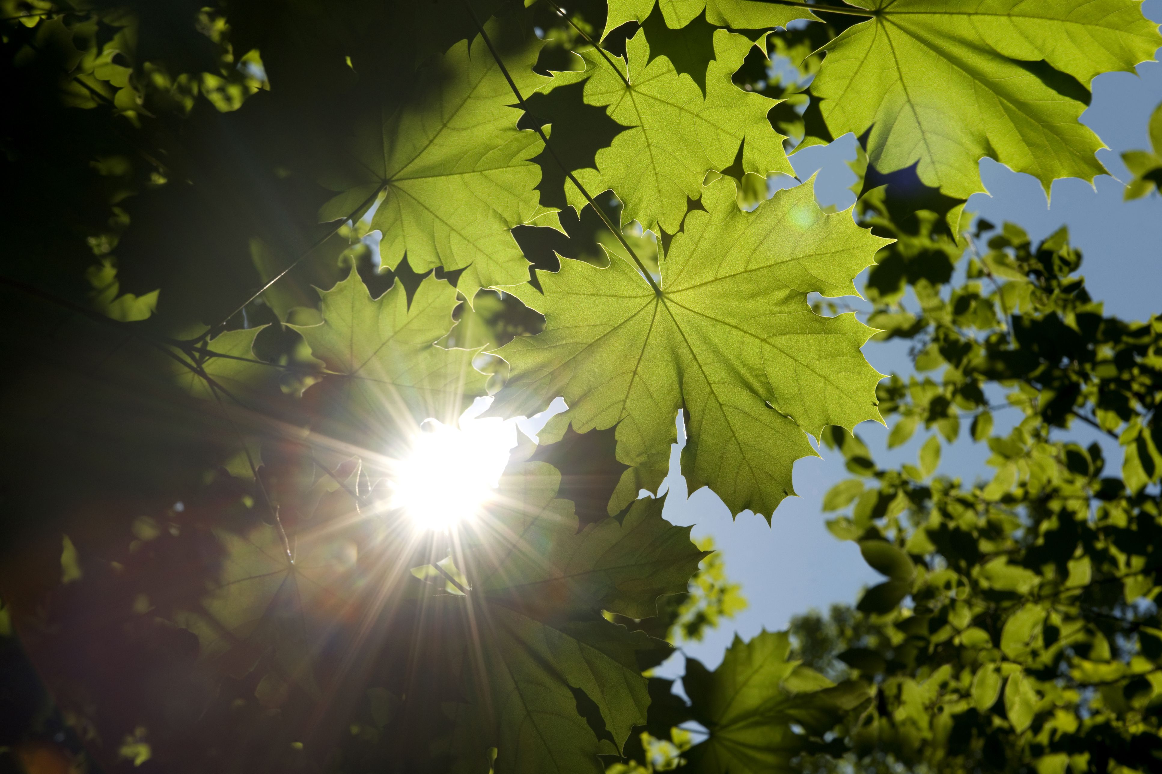 trees-make-oxygen-people-use-oxygen