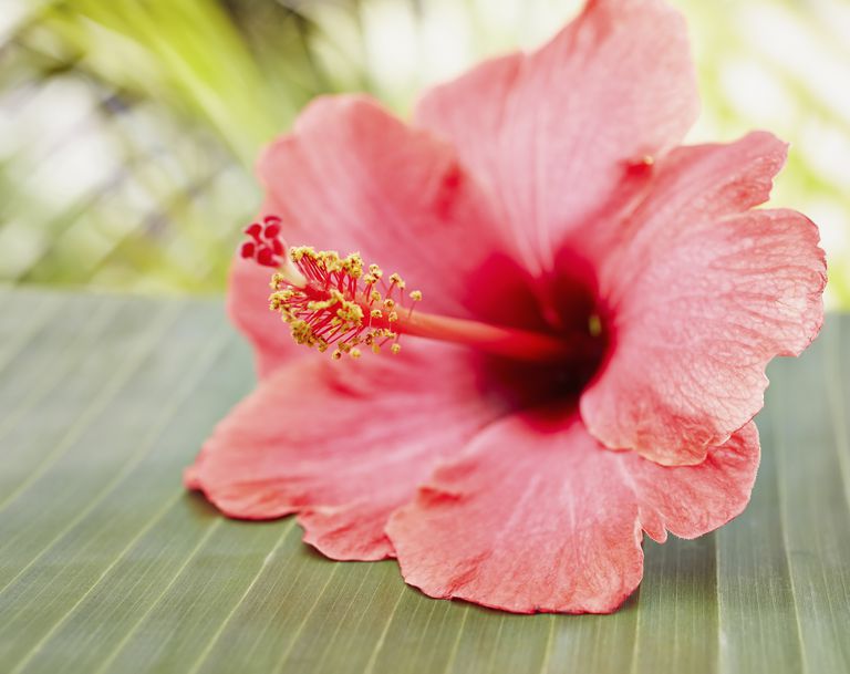 Names of Common Flowers in Mandarin Chinese