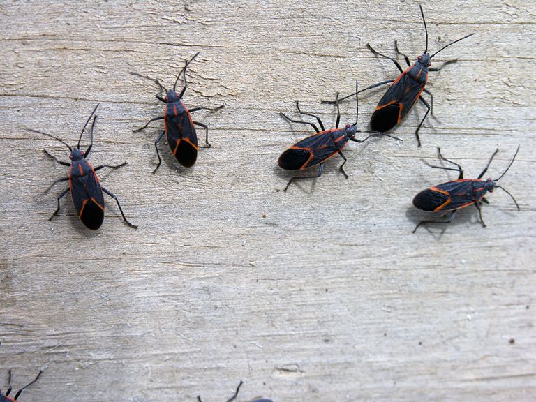 How Do I Control Box Elder Bugs In My House   GettyImages 92021534 57607dd75f9b58f22e0e157d 