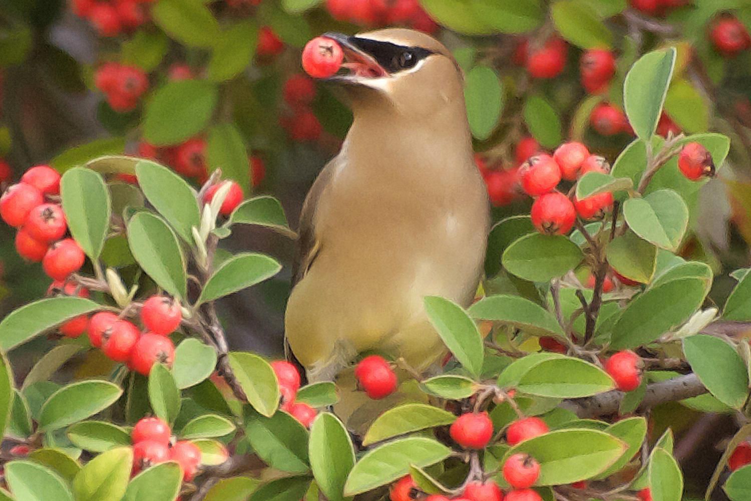 fruit birds trees tree fruits bearing attract waxwing