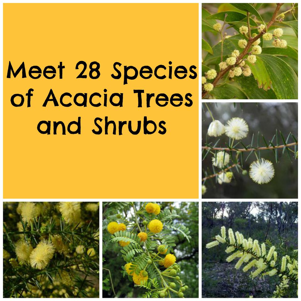 name family list members Acacia World From Around Trees Shrubs the and