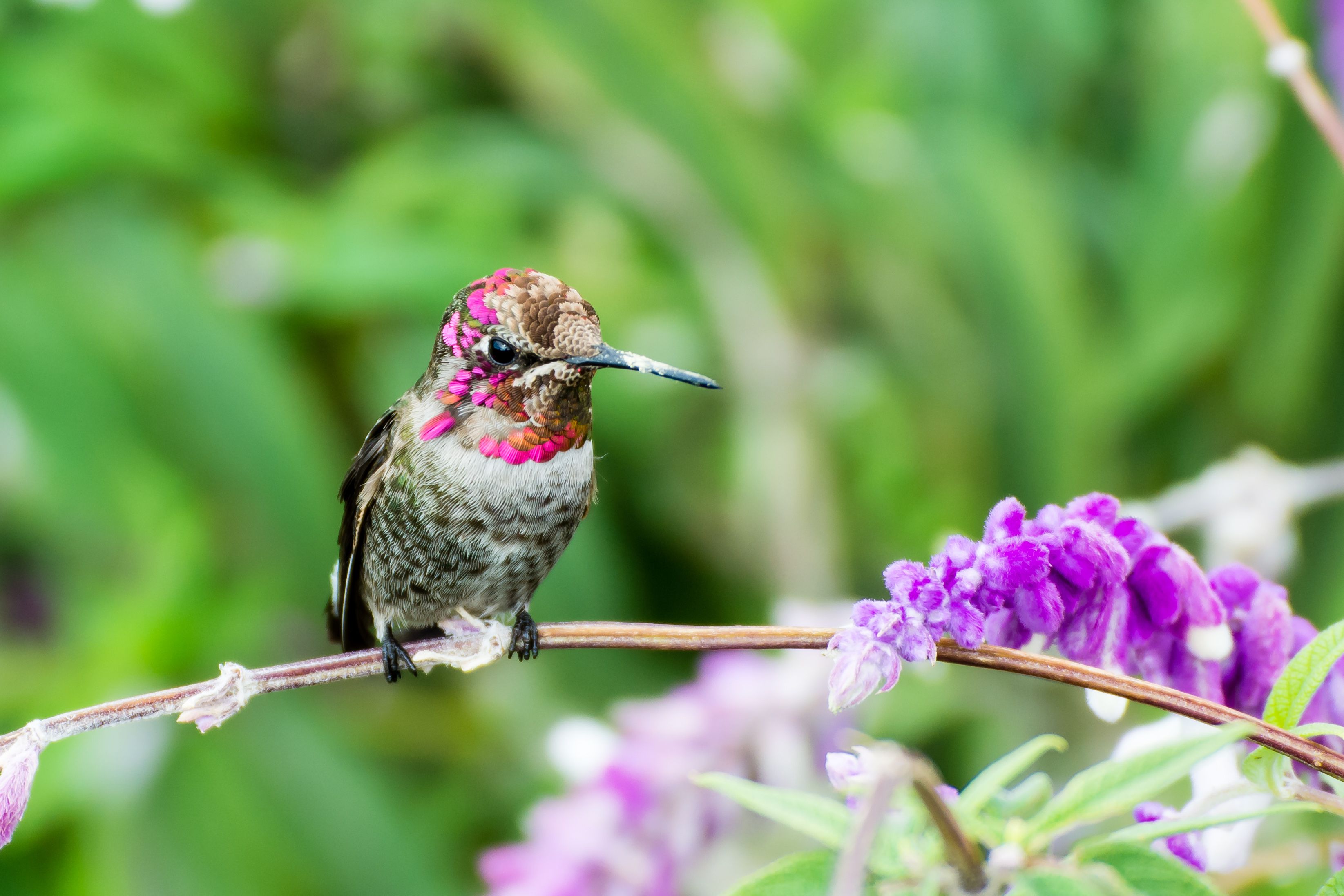 hummingbird plant