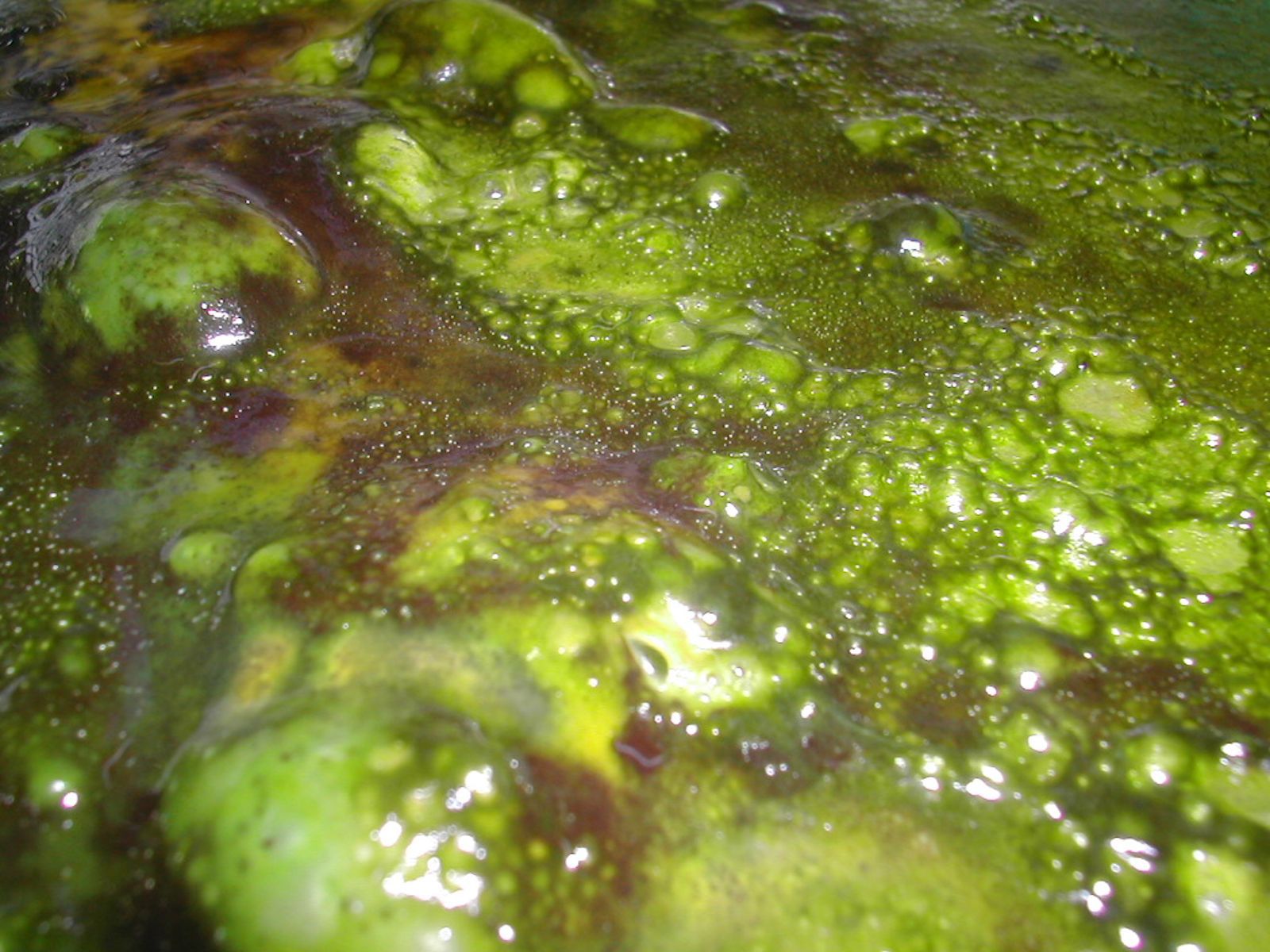 В просвете слизь. Зеленая слизь. Слищь. Зеленый СЛИЗЕНЬ. Сине-зеленые водоросли в аквариуме.