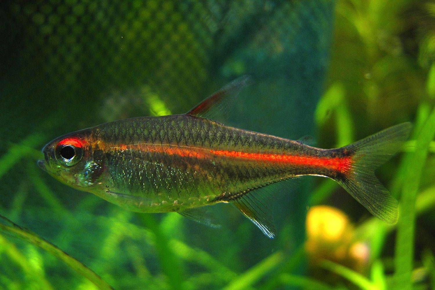 Glowlight Tetra Fish Breed Profile