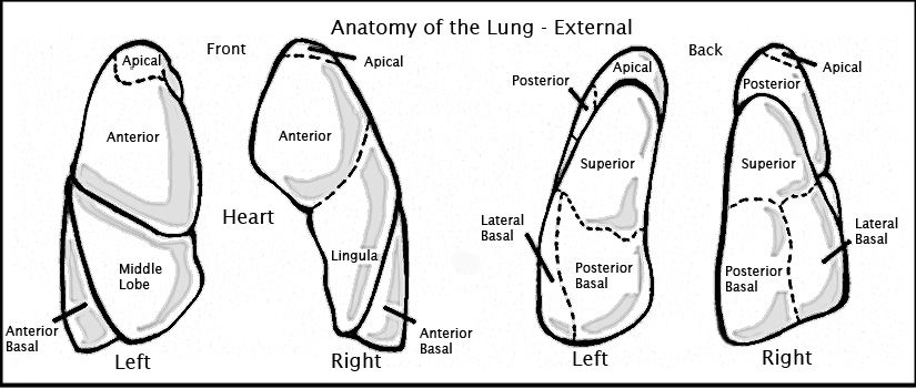 How to Perform Postural Drainage for People With COPD