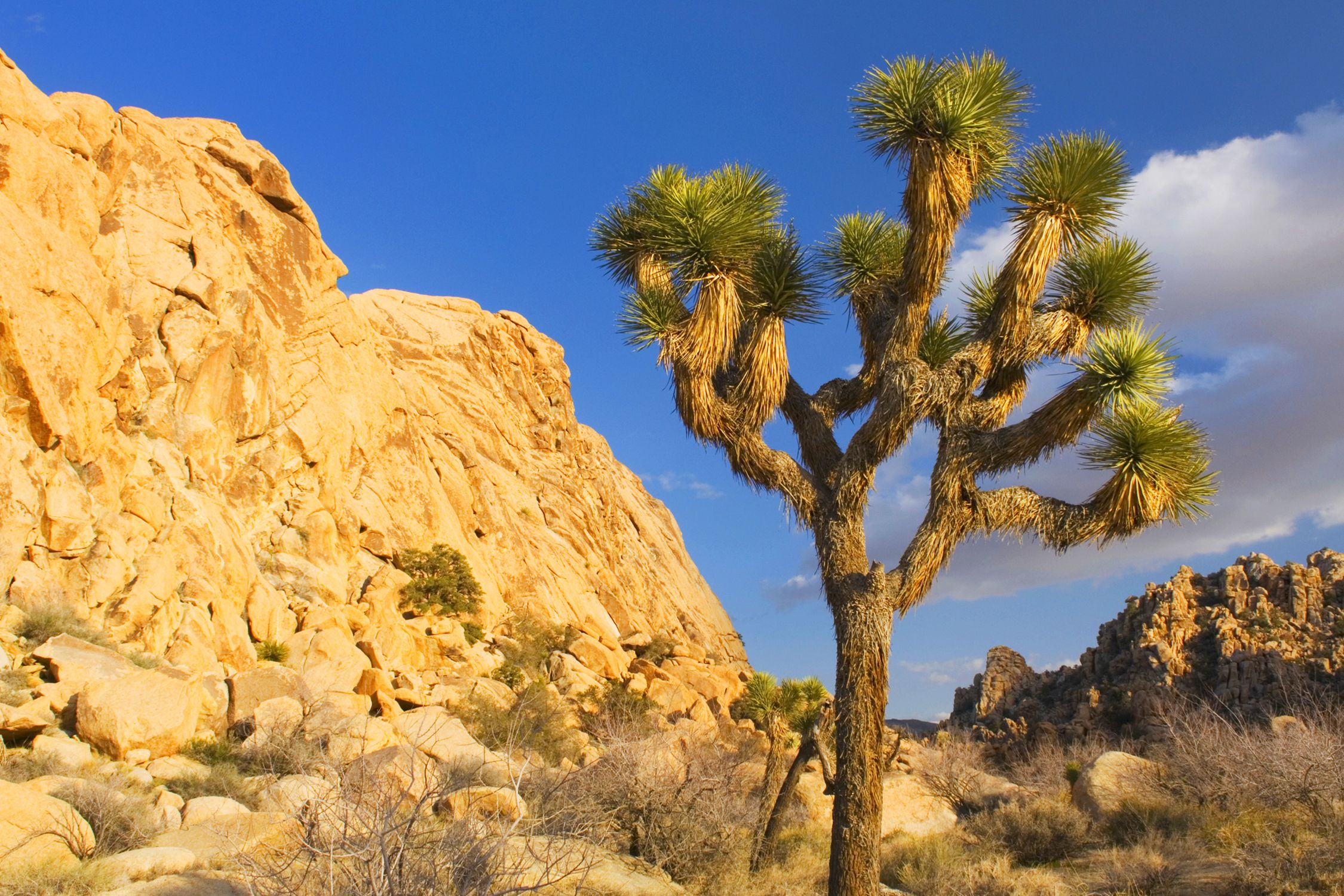 Desert Biome - The Habitat Encyclopedia