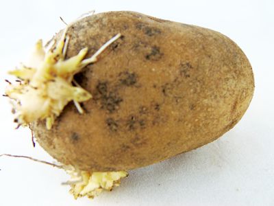 potatoes sprouted regrow sprouting groceries frugalliving