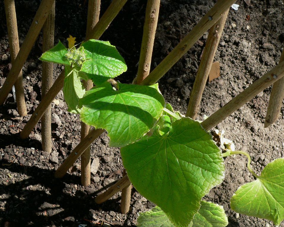 How to Grow Cucumbers From Seed