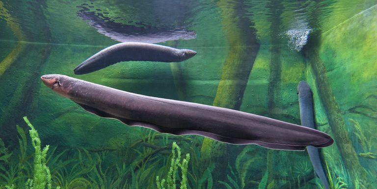 Shocking Electric Eel Facts