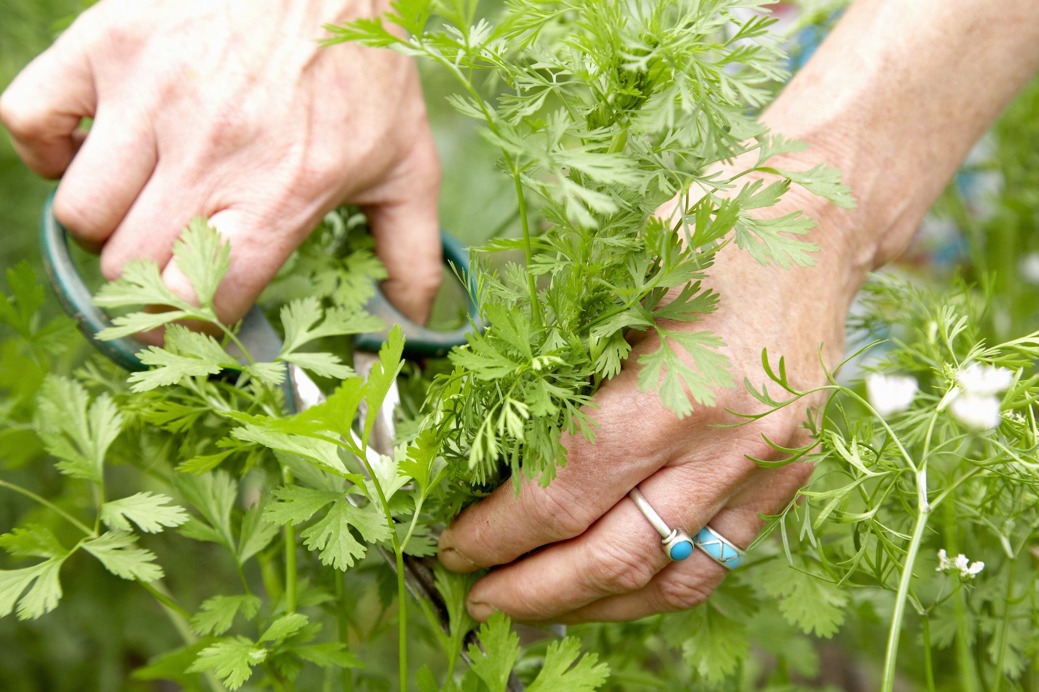 How to Grow Cilantro/Coriander