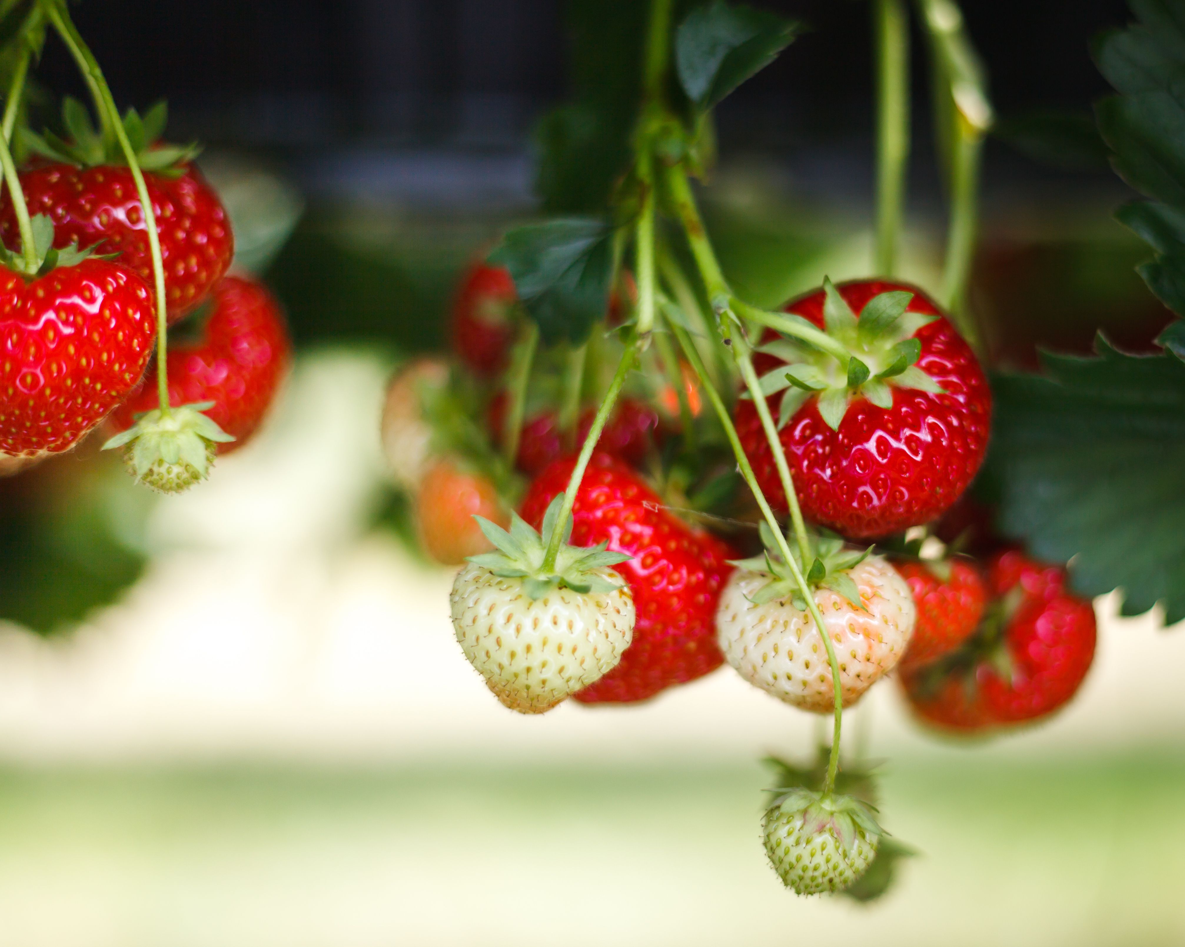 Growing Strawberries in Containers