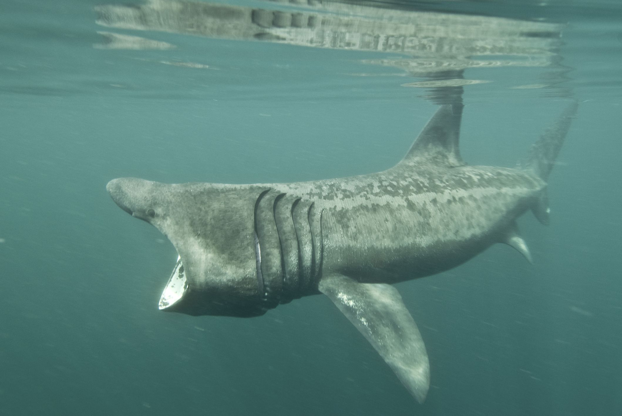 the-big-mouthed-basking-shark-critter-science