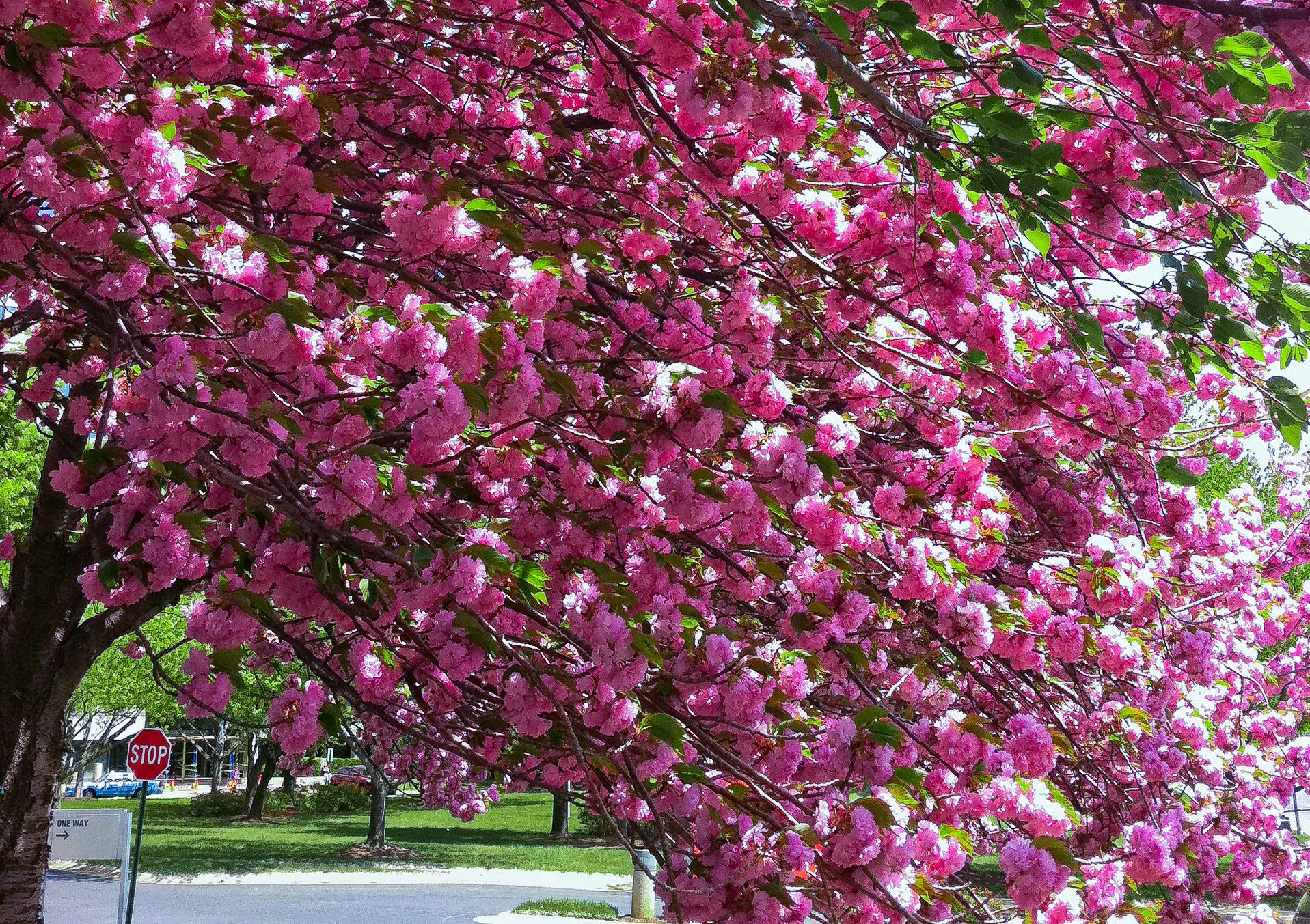 japanese-flowering-cherry-kwanzan