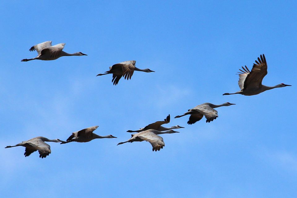 Why Do Birds Migrate? Bird Migration