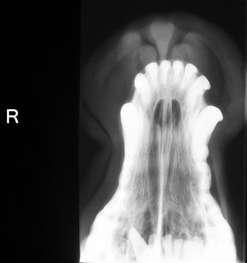 What's Your Diagnosis - Swollen Dog Nose