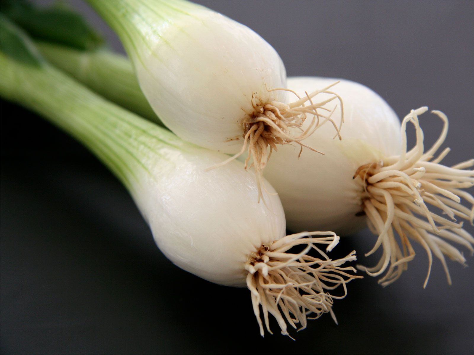 Scallion plant information