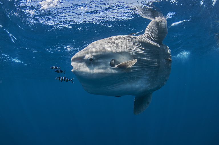 sunfish laut