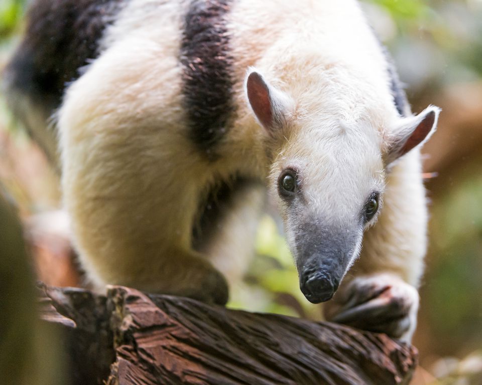 keeping-anteaters-as-exotic-pets