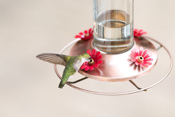 does homemade hummingbird nectar need to be boiled