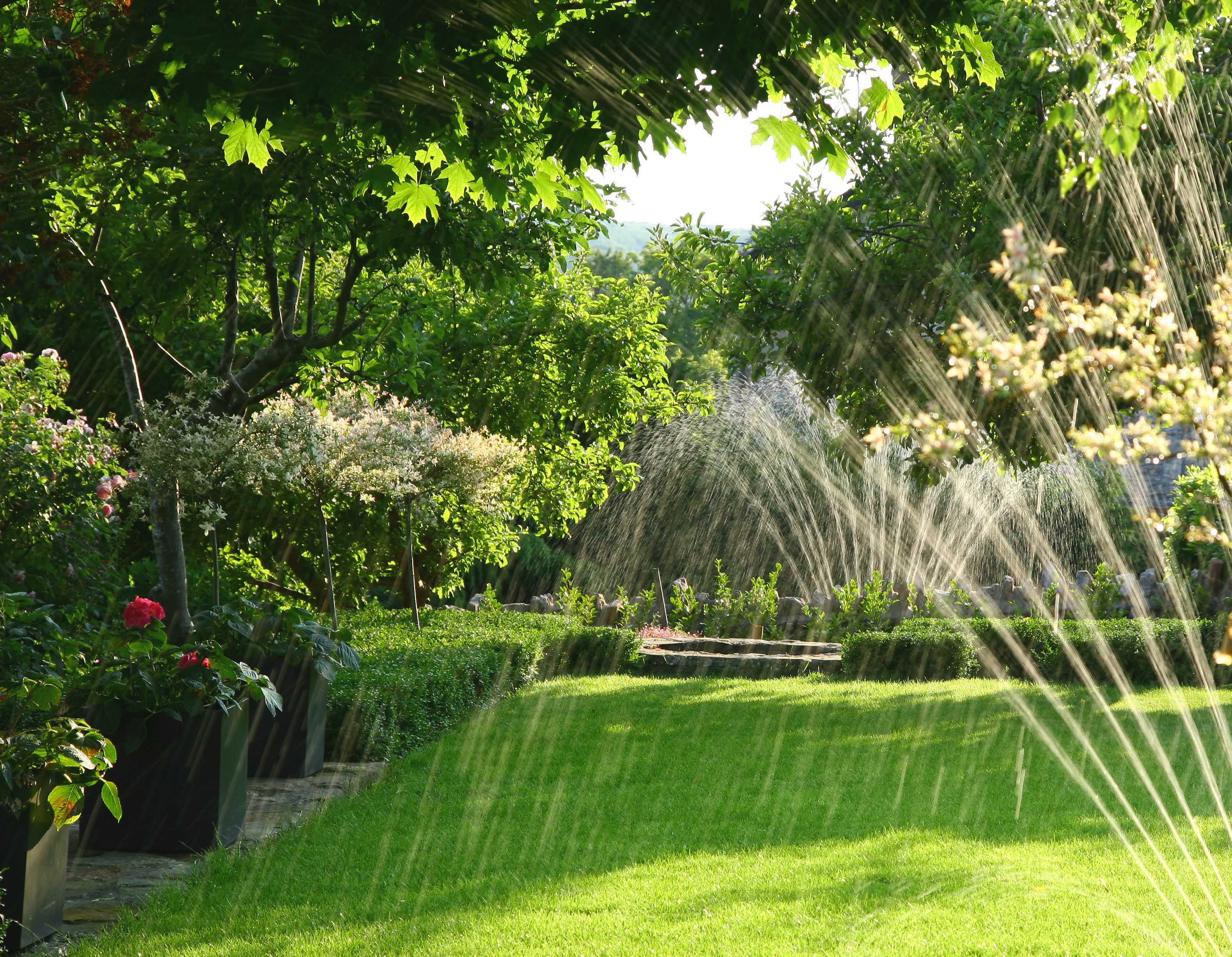 Summer Lawns: Watering Tips and Schedule in Phoenix