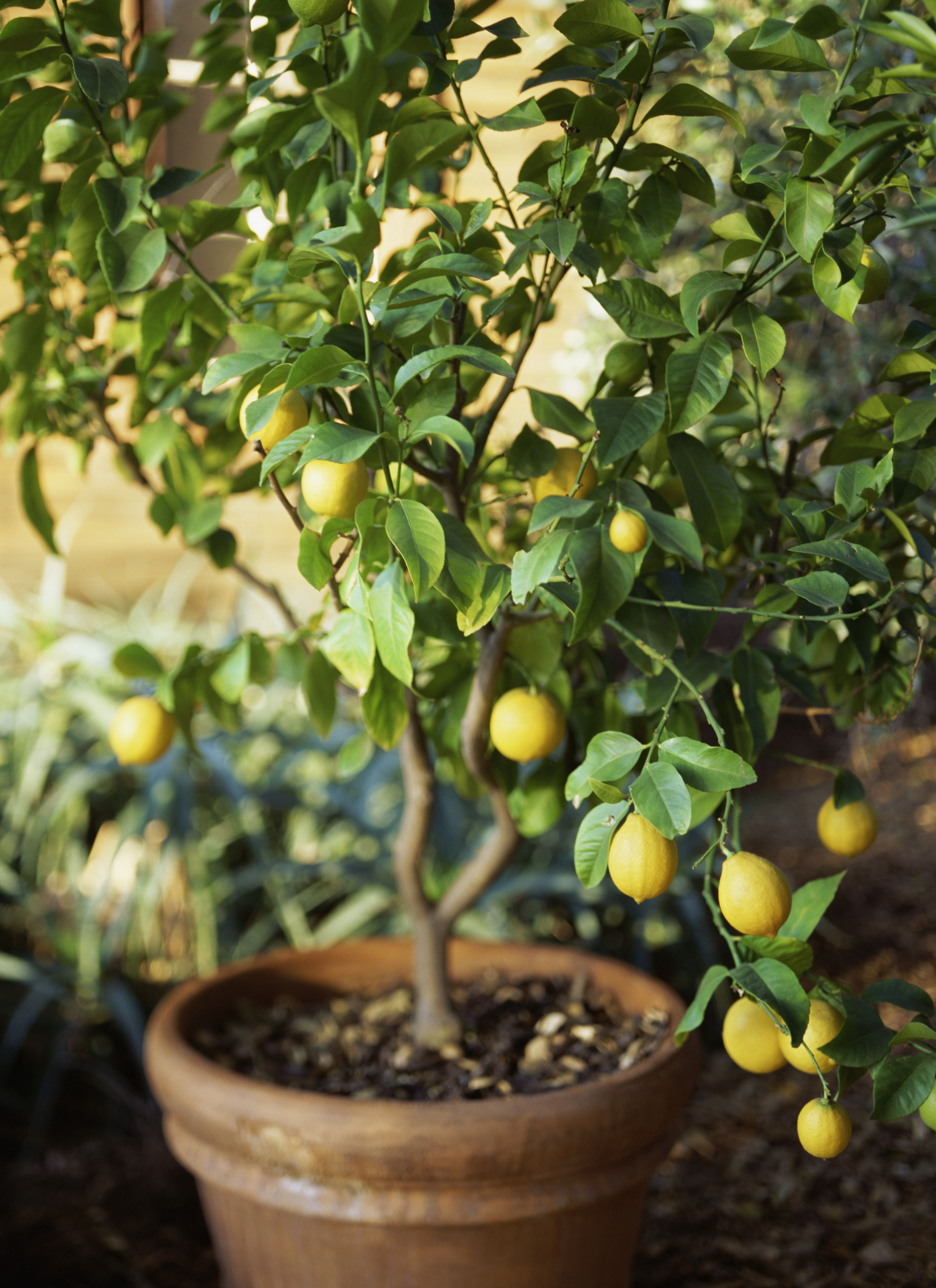 How To Grow Meyer Lemon Trees in Garden Pots