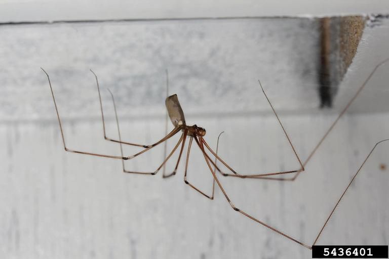 long bodied cellar spider biome