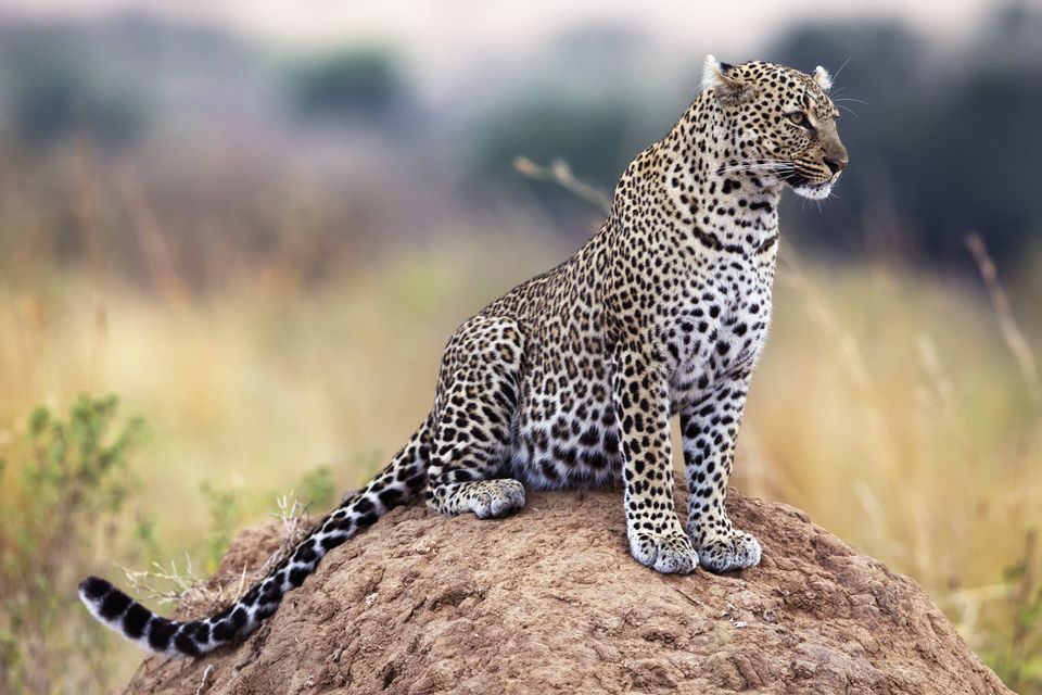 An Introduction to Africa's Big Five Safari Animals