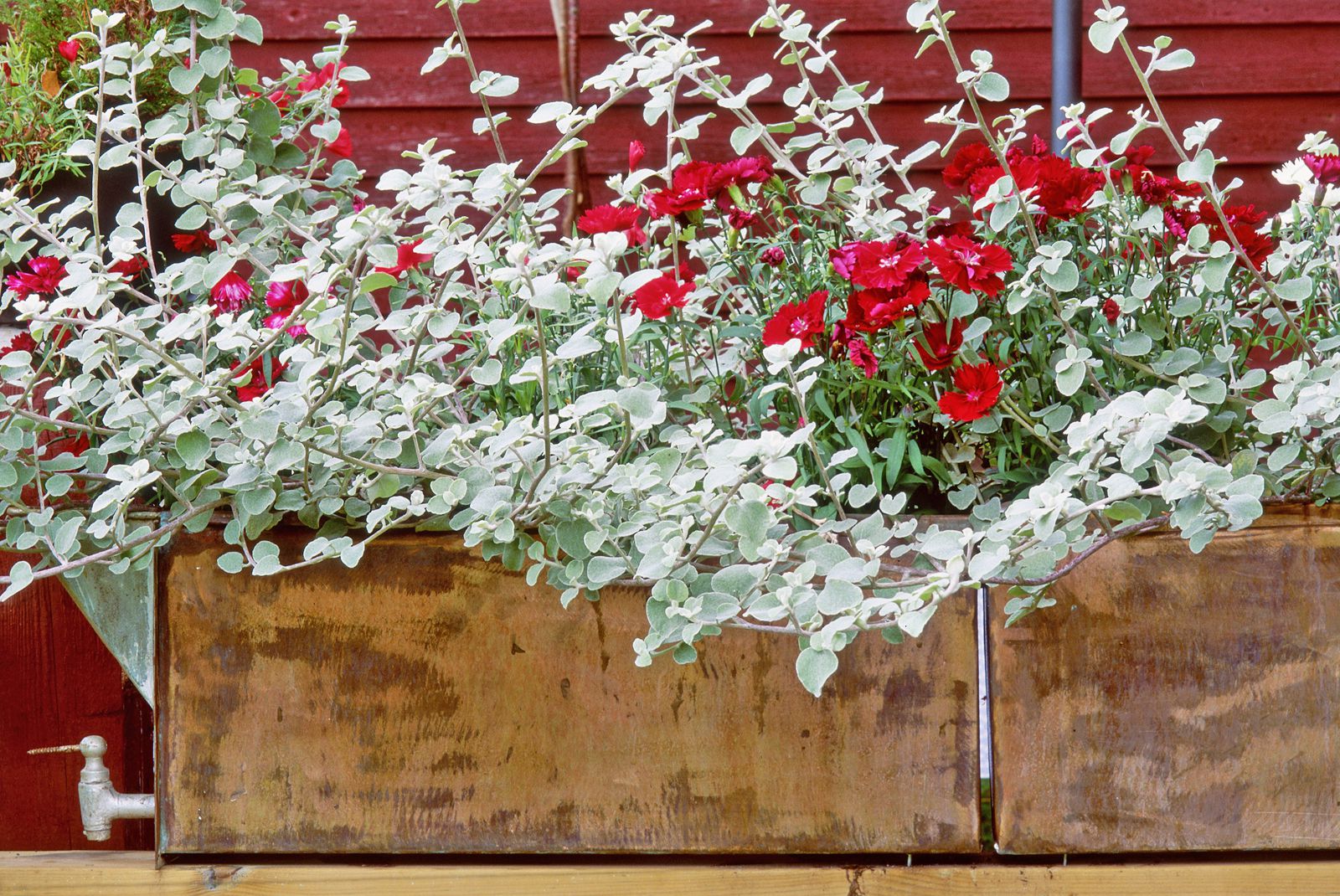 The Best Spiller Plants For Container Gardens