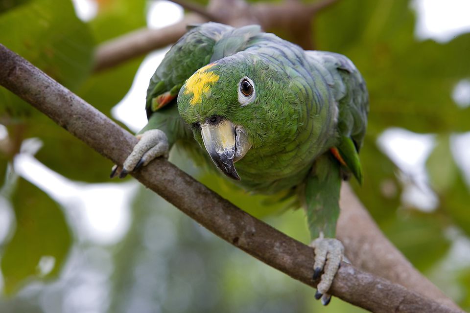 Pet Amazon Parrots Lifespan and Care