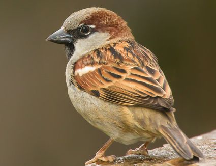 House Sparrow Identification Diagrams