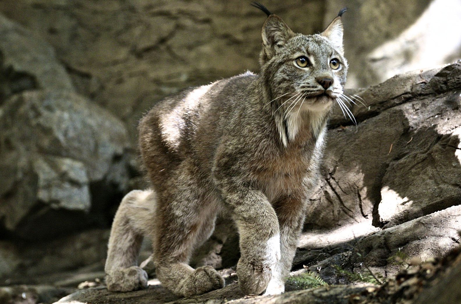 Montreal Biodome Guide (Indoor Zoo, Aquarium, Ecosystems)