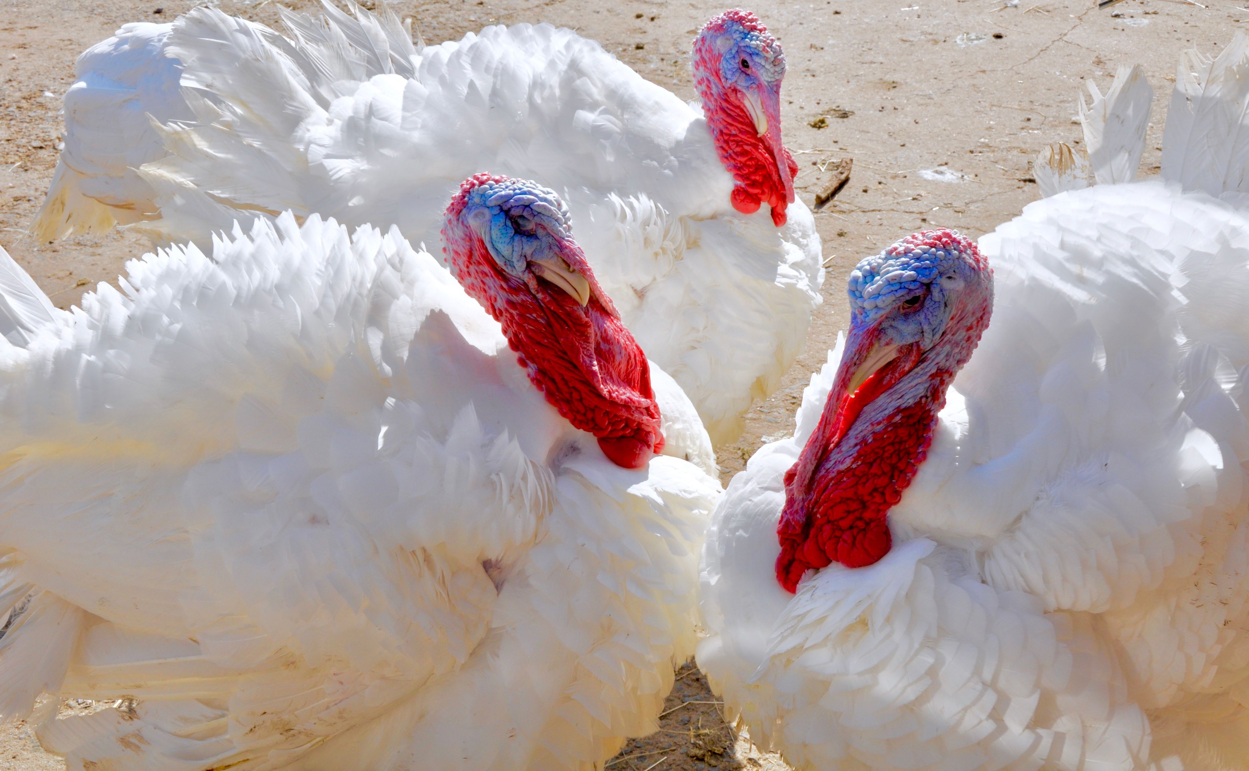 how-to-choose-turkey-breeds-to-raise