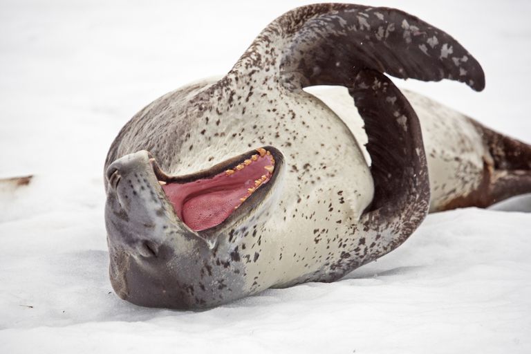 Leopard seals are not hunted for their fur.