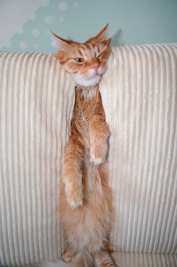 Image result for funny cat squished in couch