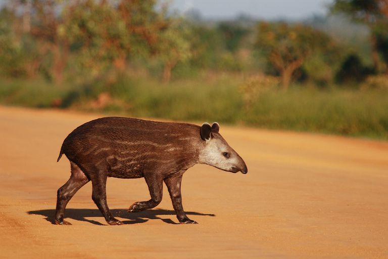 Odd-Toed Hoofed Mammals - Perissodactyla