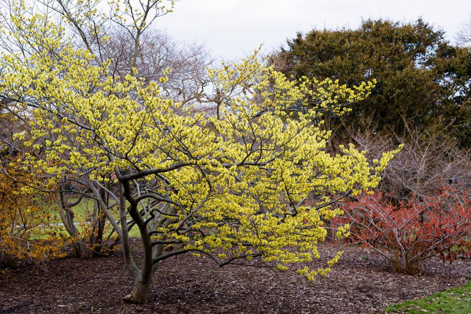 Witch Hazel Growing Profile