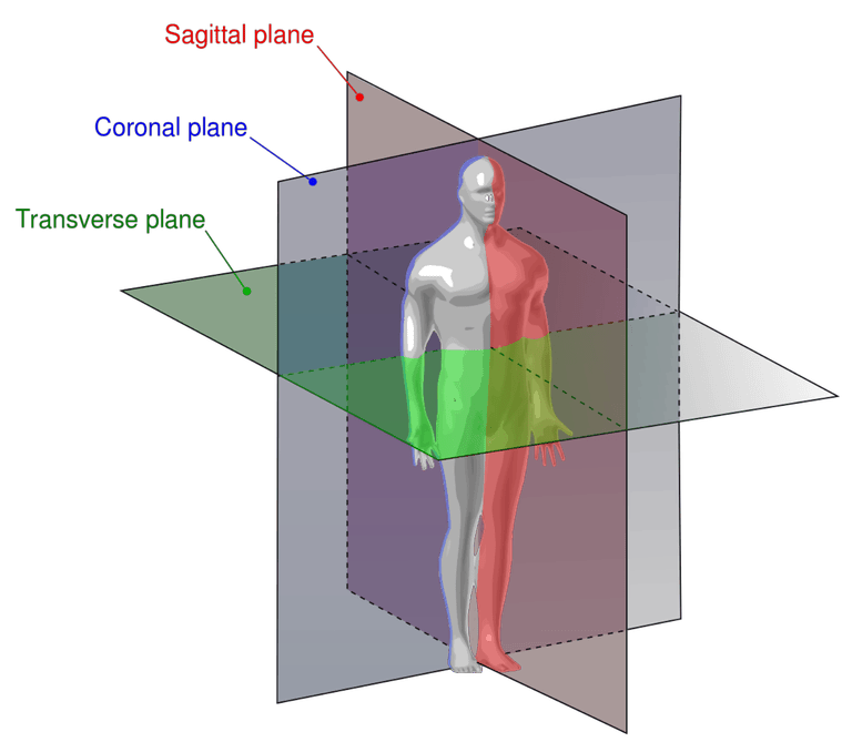 Blank Anatomical Position Diagram : Chapter One Introduction - Spinal