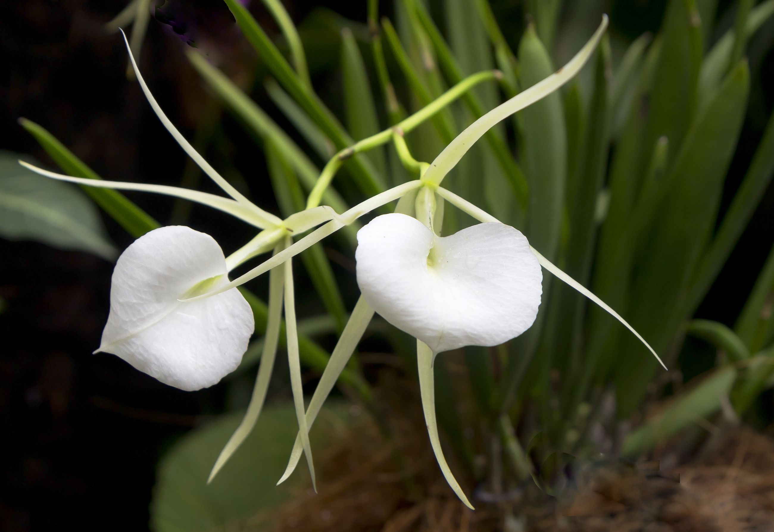 How To Grow Brassavola Orchids