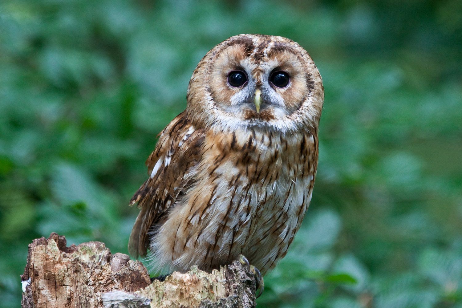 Owl Species List - A-Z Owls