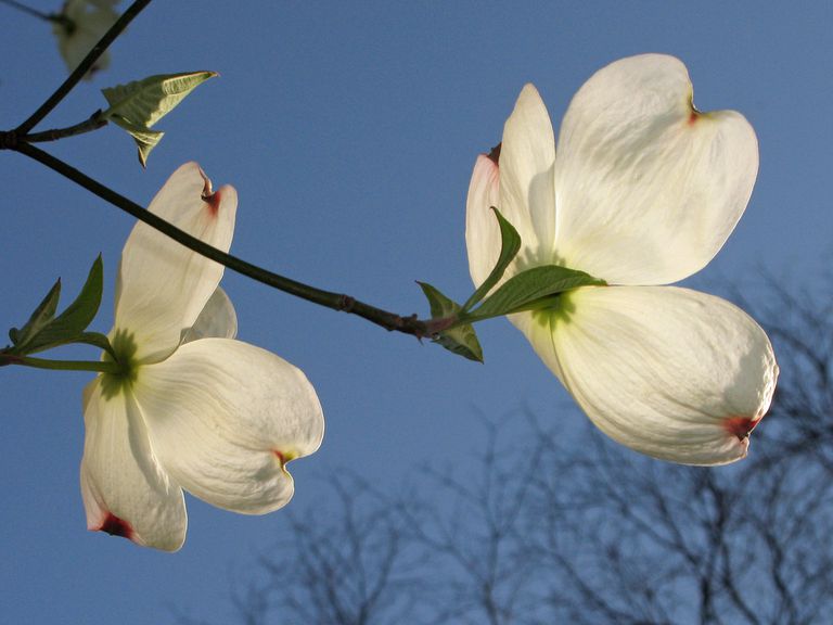 Photo Gallery: Flowering Dogwood Blooms